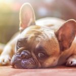 dog_1