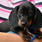 dog_3