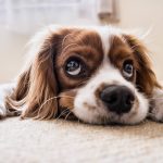 dog_2