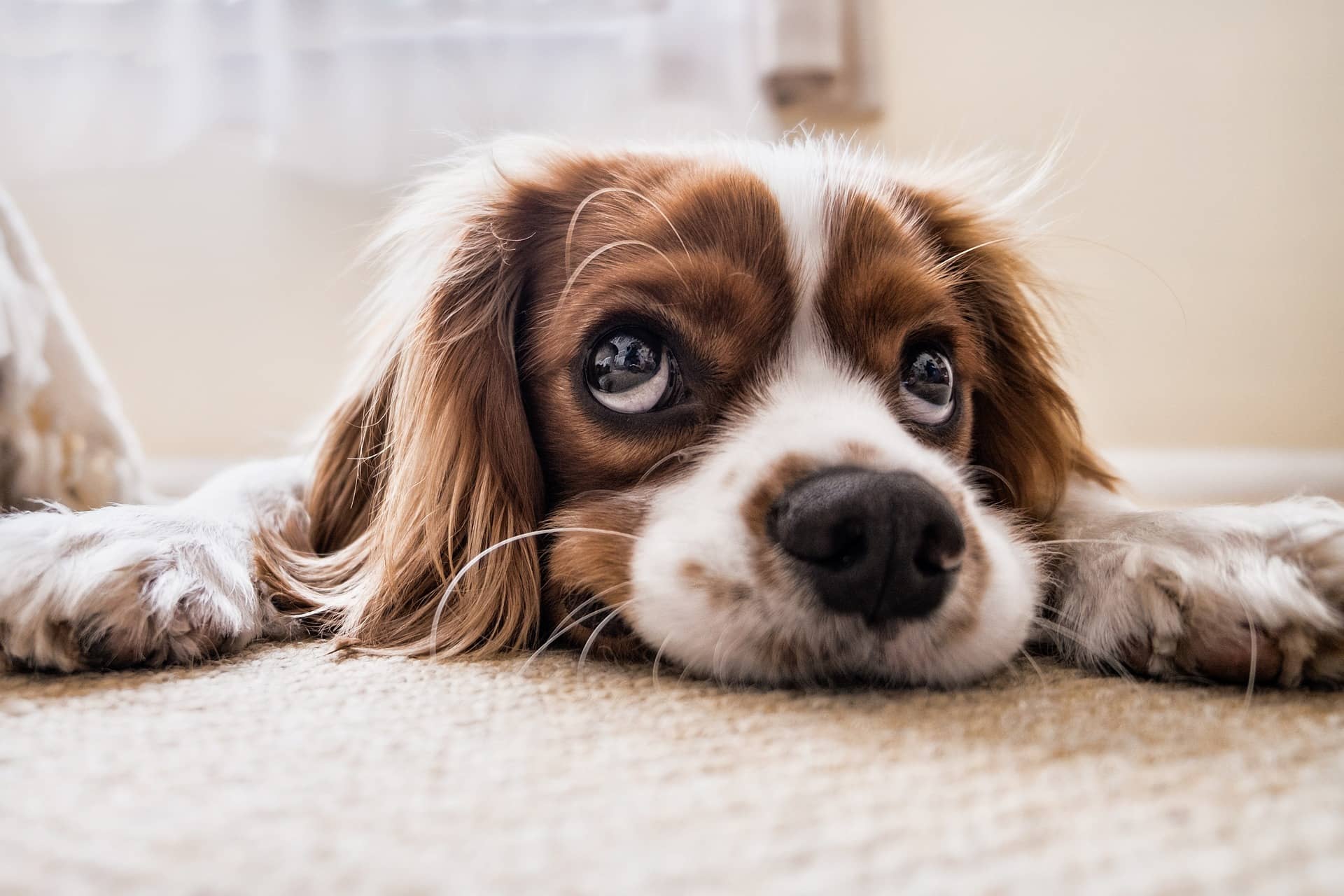 dog_2