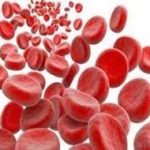 Blood cells of birds