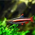 Karasin fish