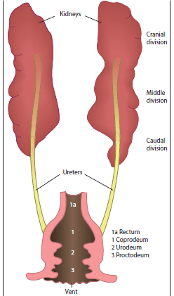 دستگاه ادراری طیور