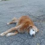 برق گرفتگی سگ