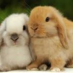 تغذیه خرگوش