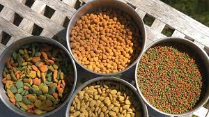 تغییر رژیم غذایی عروس هلندی