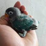 جوجه طوطی برزیلی