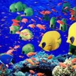 Environmental diseases