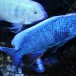 سیچلاید الکتریک بلو