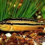 سیچلاید اوراتوس