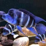 سیچلاید فرانتوزا