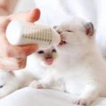 شیر برای بچه گربه