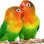 Deformities of ornamental birds