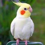 عروس هلندی