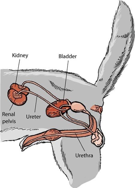 عفونت دستگاه ادراری سگ
