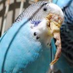عفونت‌های انگلی پرندگان