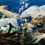 فروش ماهیان زینتی
