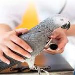 معاینه پرنده