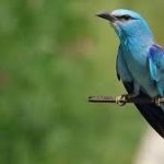 میکروبیولوژی پرندگان