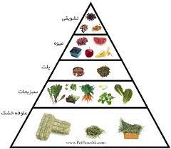 هرم غذایی خرگوش