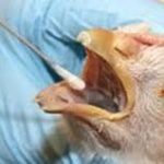  واکسن زنده لیوفیلیزه علیه بیماری نیوکاسل 