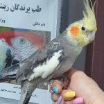 غذای قناری برای خواندن