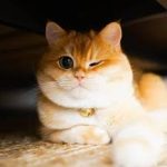 گربه