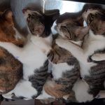 رفتار گربه