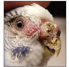 Budgerigar مبتلا به فیبروسارکومای منقار.