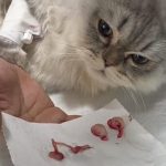 هزینه عقیم سازی گربه