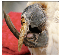 Sulphur-crested cockatoo مبتلا به منقار آسیب دیده در نتیجه.png