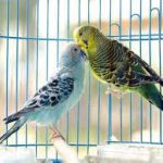 ارزیابی عصب خارجی