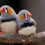 ارزیابی عصب شناختی