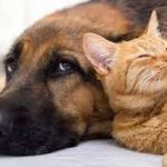 اسپروتریکوز سگ‌ها و گربه‌ها