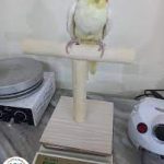 اندازه گیری دقیق وزن پرندگان