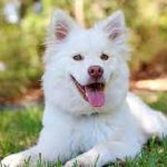 Tricks to teach your dog