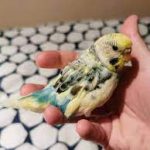 بزرگ شدن بیش از حد ناخن‌ها