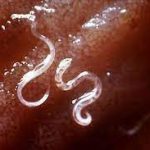 بیماری کرم قلابدار سگ