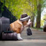 تیتر هاری برای کانادا