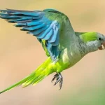رفتارهای آسیب رساننده پر