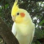 سندرم نقص پر کوکاتیل