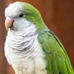 سندرم نقص پر کوکر