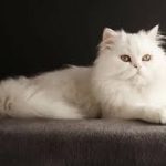 طول عمر گربه ها