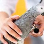 عکسبرداری تشخیصی پرندگان زینتی