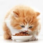 غذا بچه گربه