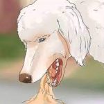 لپتوسپیروز سگ‌ها