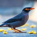 بهترین مرغ مینا سخنگو