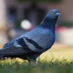 معاینه چینه دان پرندگان