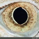 معاینه کره چشم پرندگان زینتی