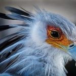 نئوپلازی پرندگان زینتی